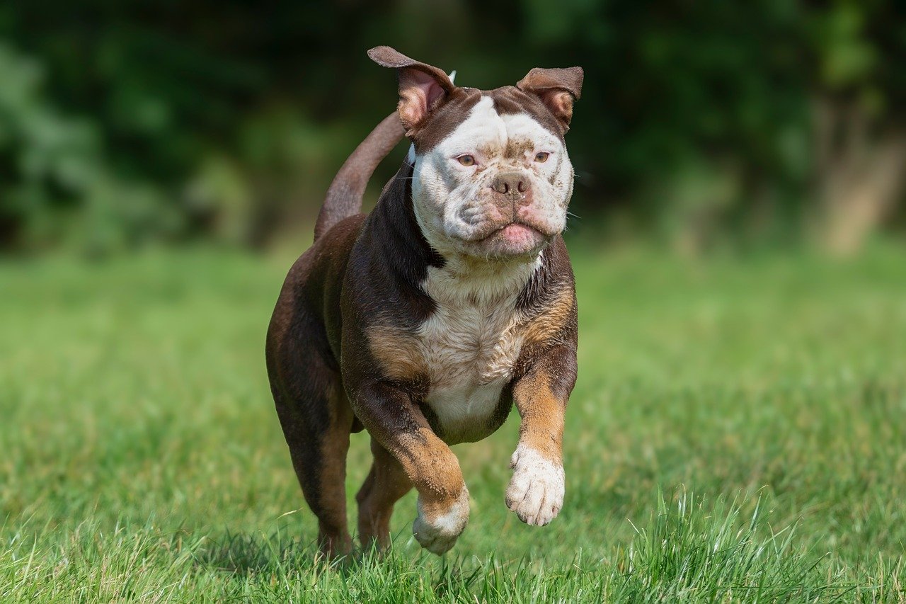 Behavioral Dog Training – Image 2